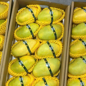 Xoài cát chu VNXANH