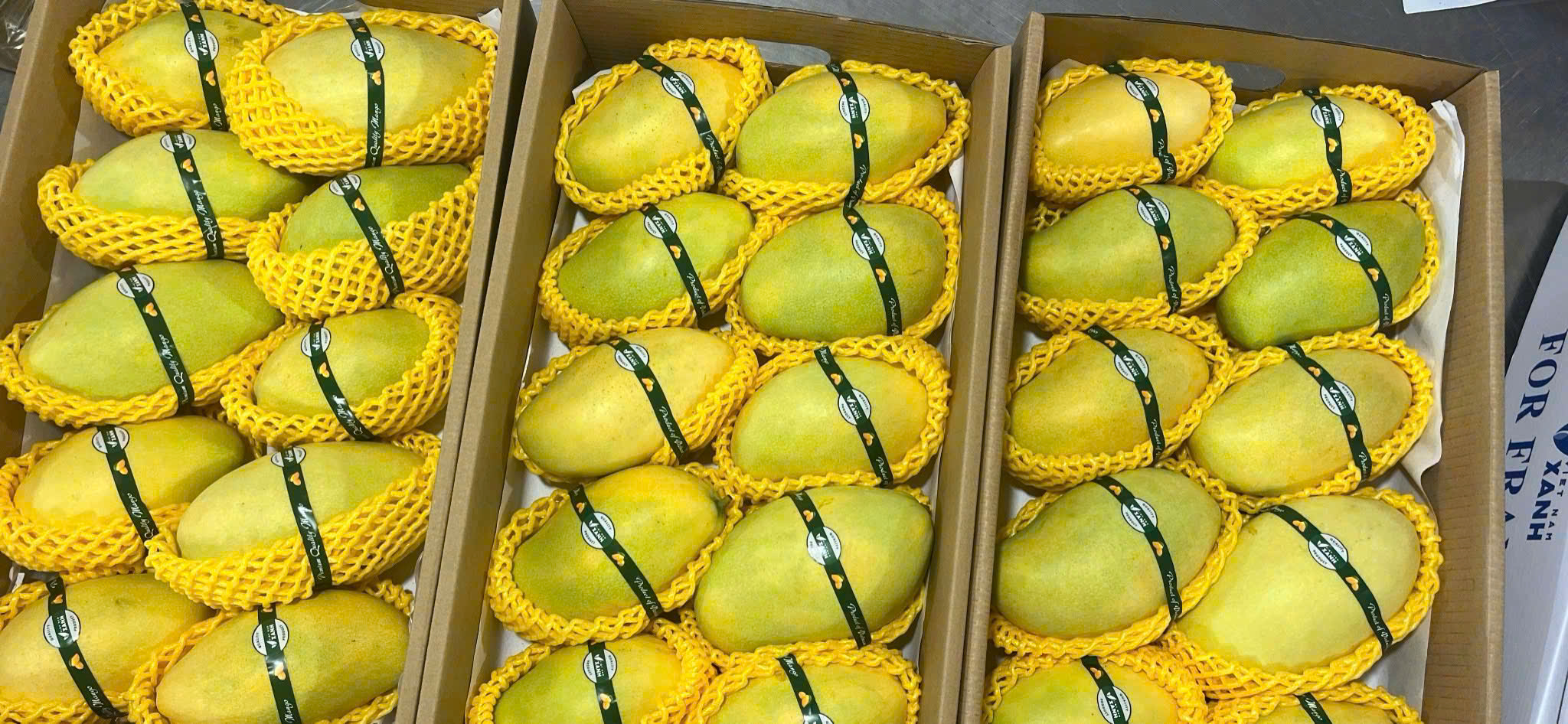 Xoài cát chu VNXANH