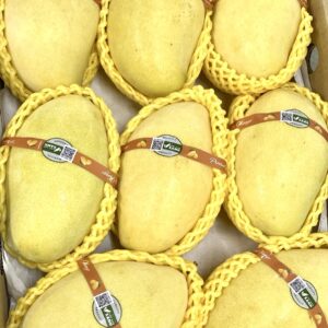 Xoài cát chu VNXANH